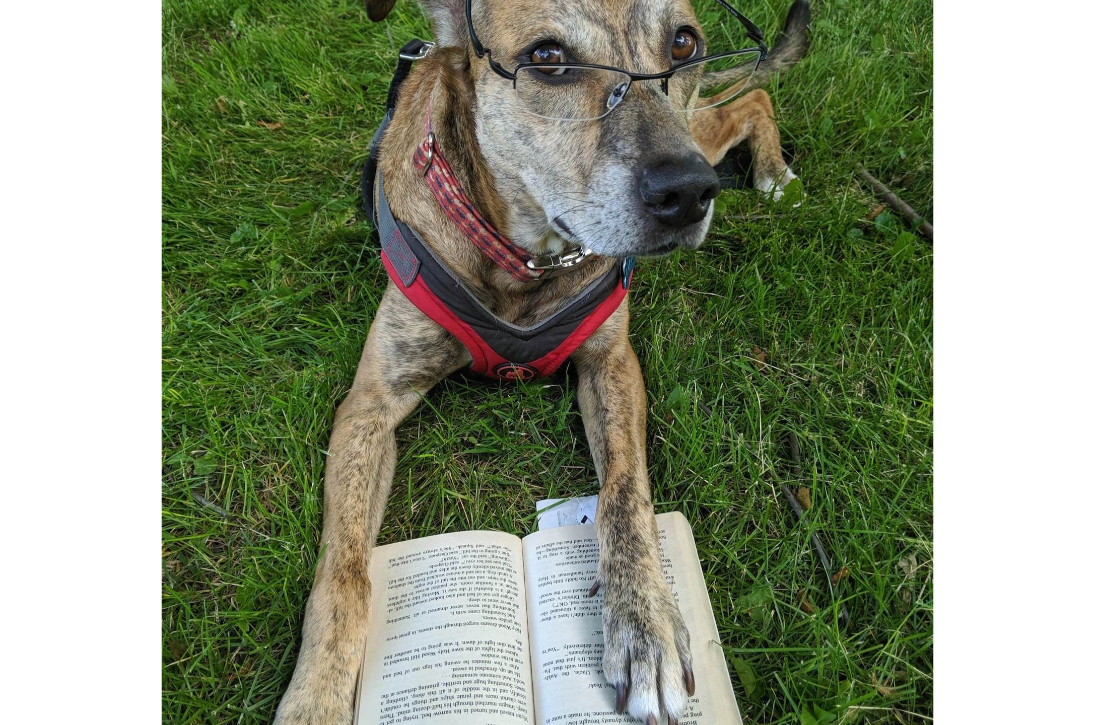 A big dog with glasses reading a book